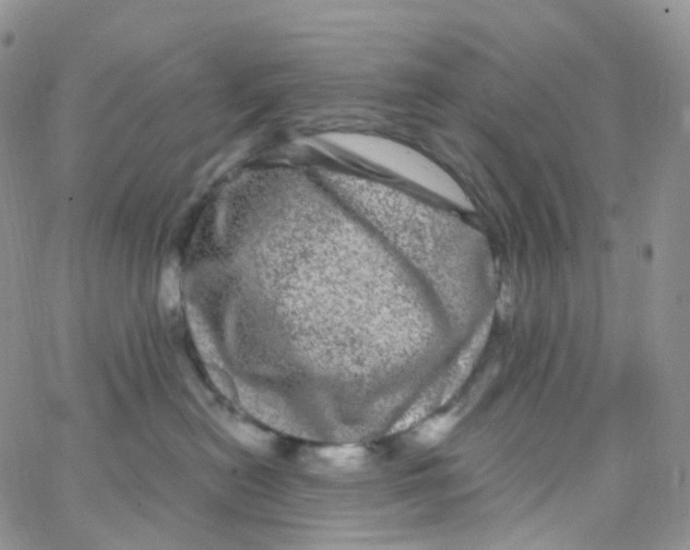 X0000065260478200603131207