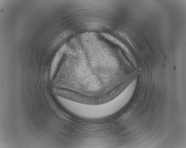 X0000065260495200603131206