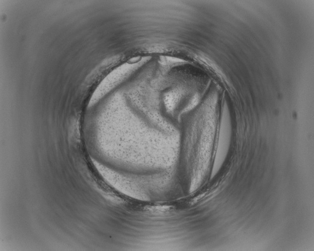 X0000065260497200603131206