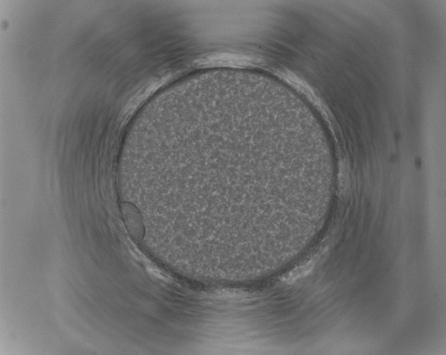 X0000065260529200603131205