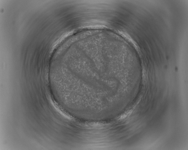 X0000065260533200603131205