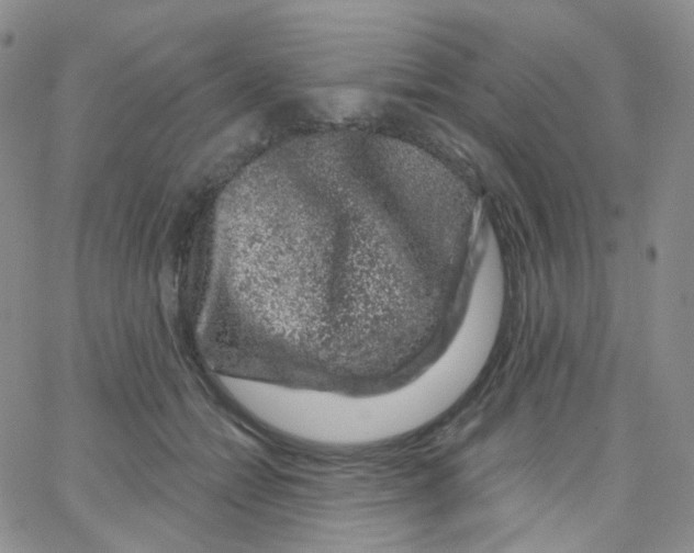 X0000065260558200603131205