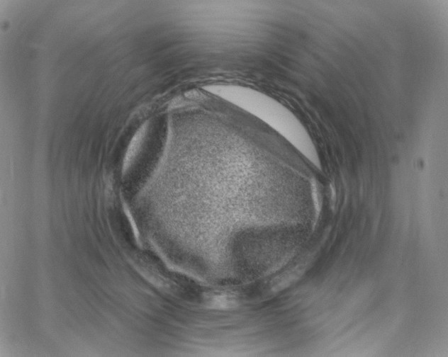 X0000065260564200603131205