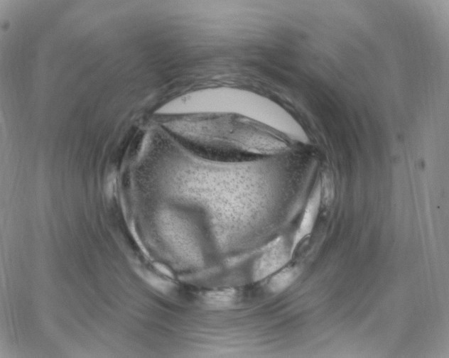 X0000065260574200603131205