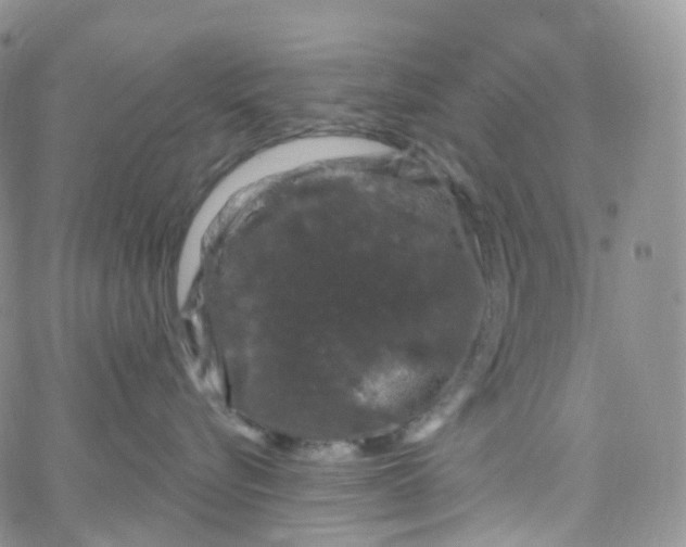 X0000065260576200603131205