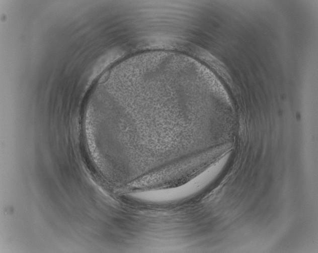 X0000065260578200603131205