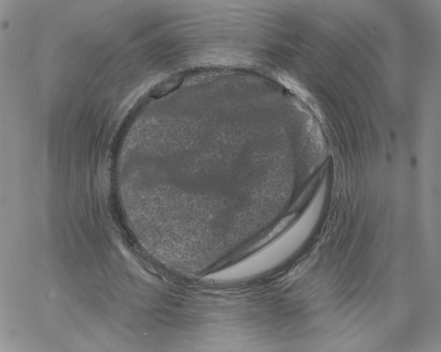 X0000065260580200603131205