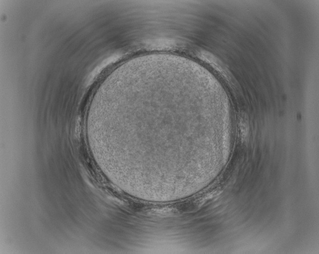 X0000065260583200603131204