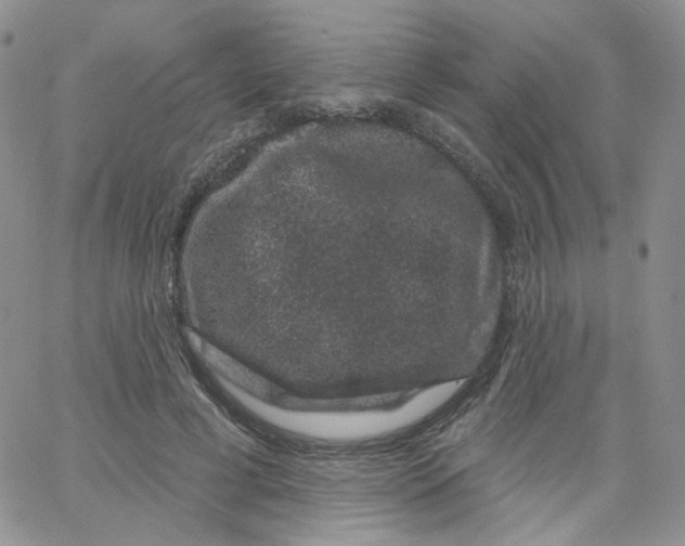 X0000065260593200603131204