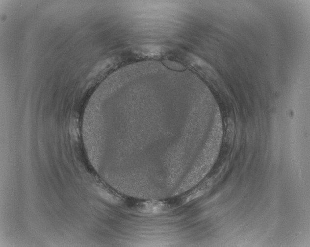 X0000065260612200603131204