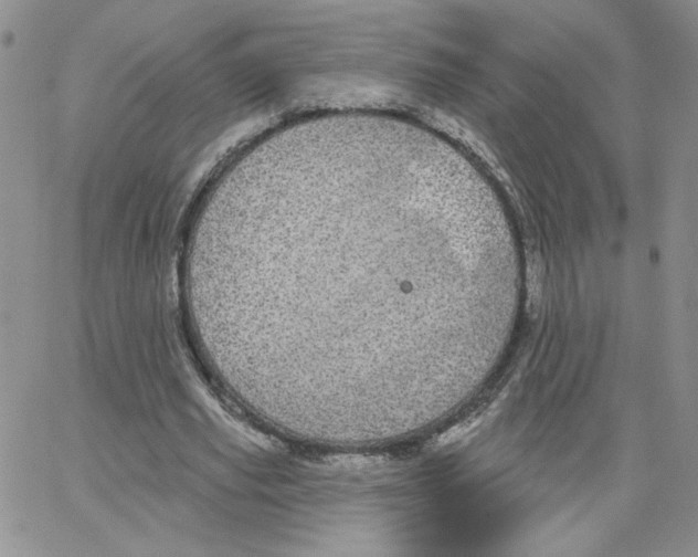 X0000065260629200603131203