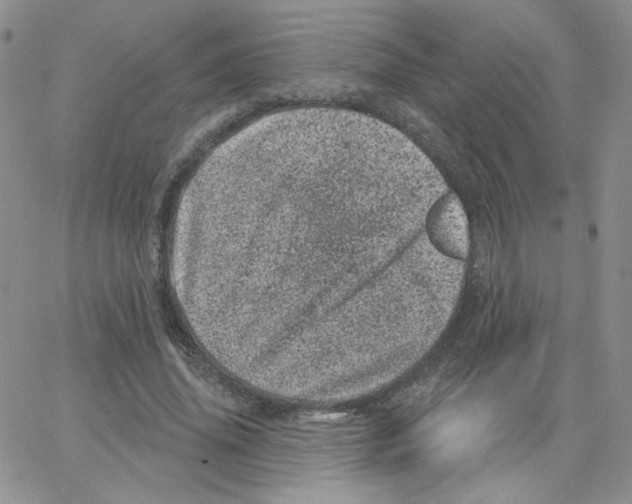 X0000065260636200603131203