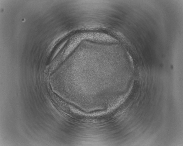 X0000065260640200603131203