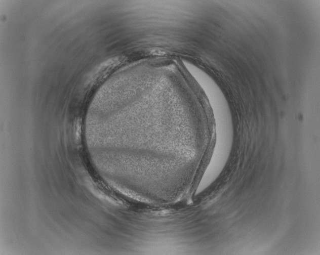 X0000065260646200603131203