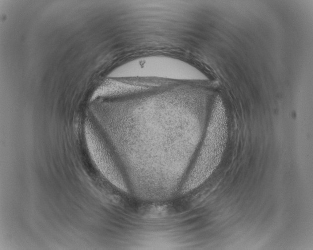 X0000065260647200603131203