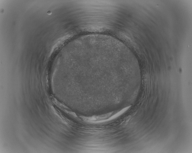 X0000065260688200603131203