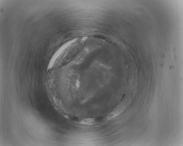 X0000065260720200603131202