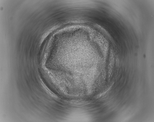 X0000065260725200603131202