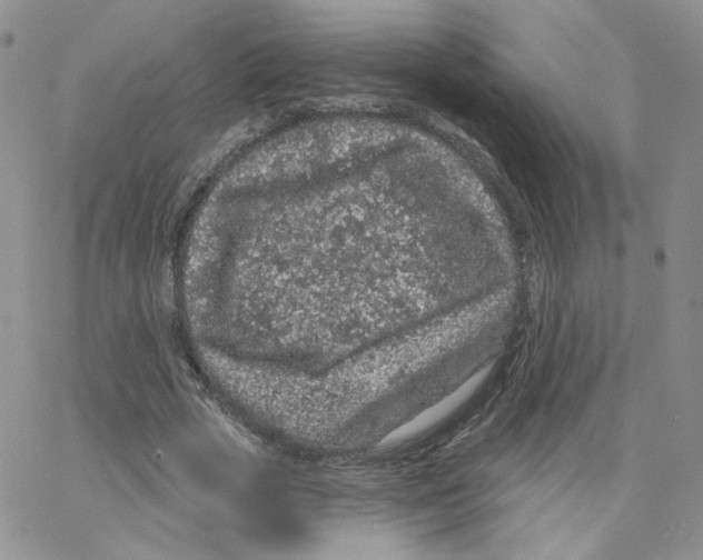 X0000065260729200603131202