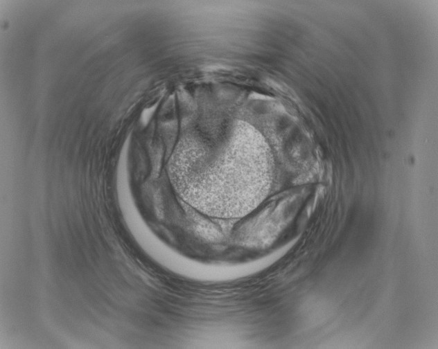 X0000065260750200603131202