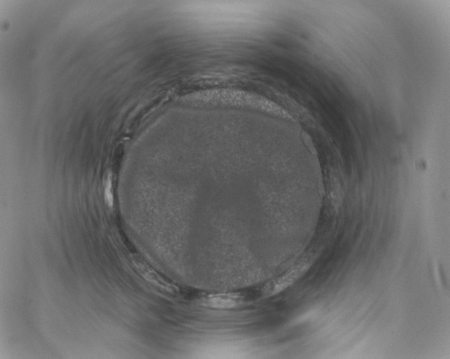 X0000065260758200603131202