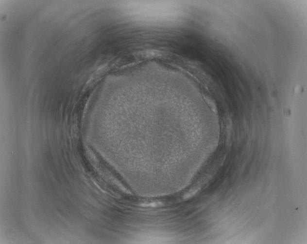 X0000065260760200603131202