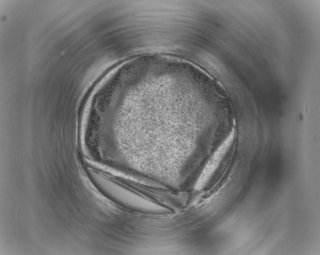 X0000065260844200603131200