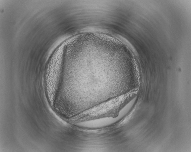 X0000065260855200603131201