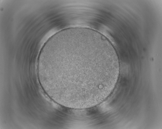 X0000065260856200603131201