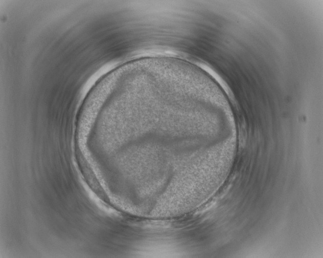 X0000065260861200603131201