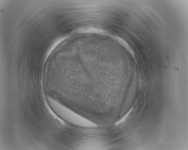 X0000065260863200603131201