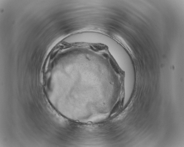 X0000065260900200603131159