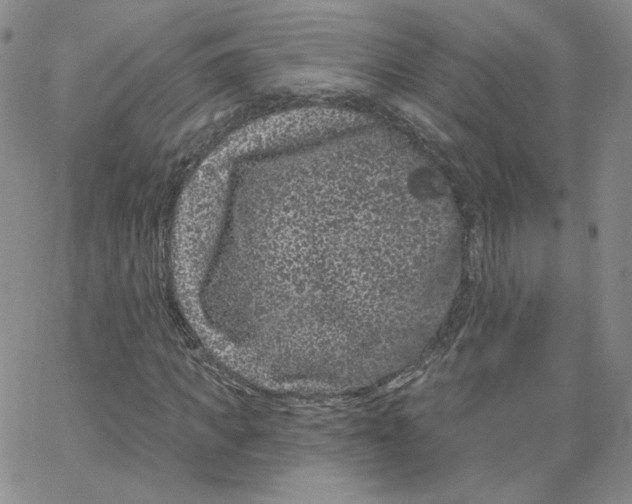 X0000065260917200603131158