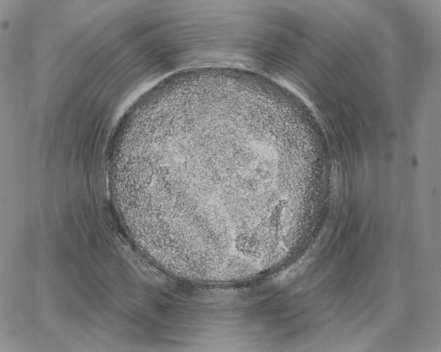 X0000065260925200603131159