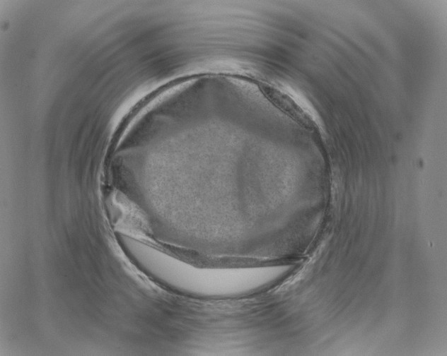 X0000065260944200603131159