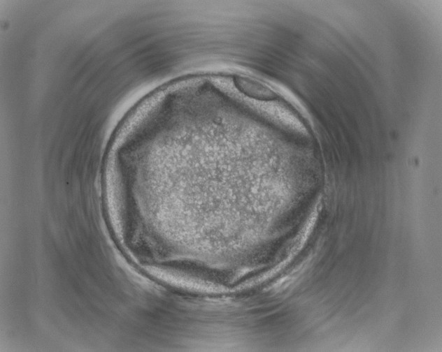 X0000065260951200603131159