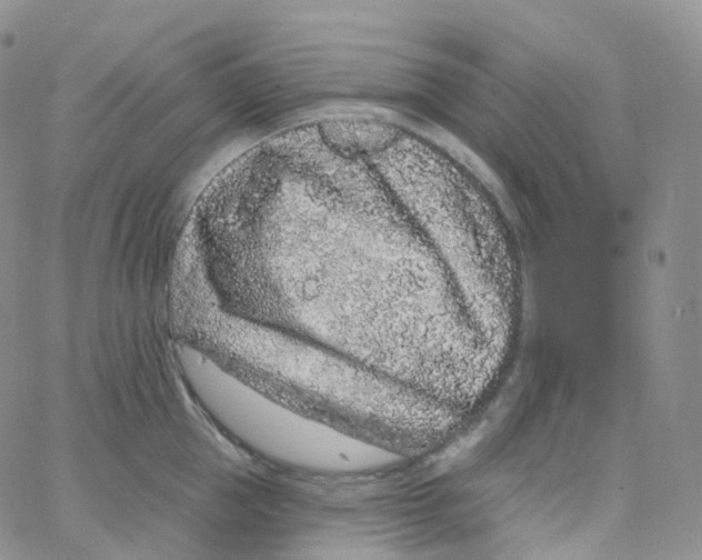 X0000065260953200603131159