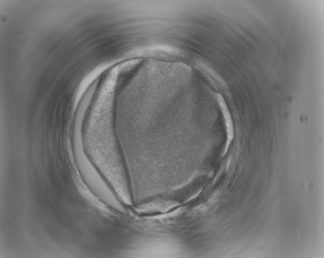 X0000065260960200603131159