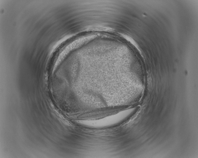 X0000065260971200603131158