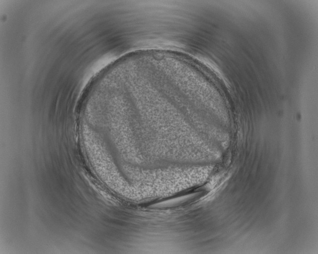 X0000065260974200603131158