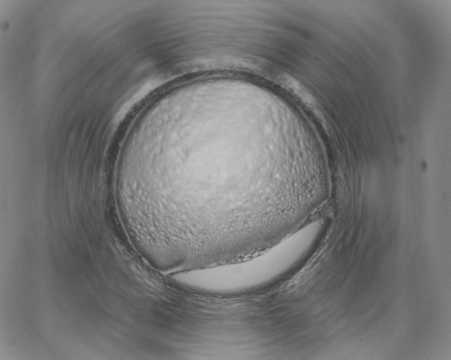 X0000065260975200603131158