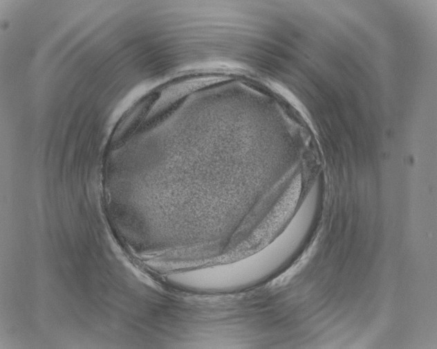 X0000065260989200603131158