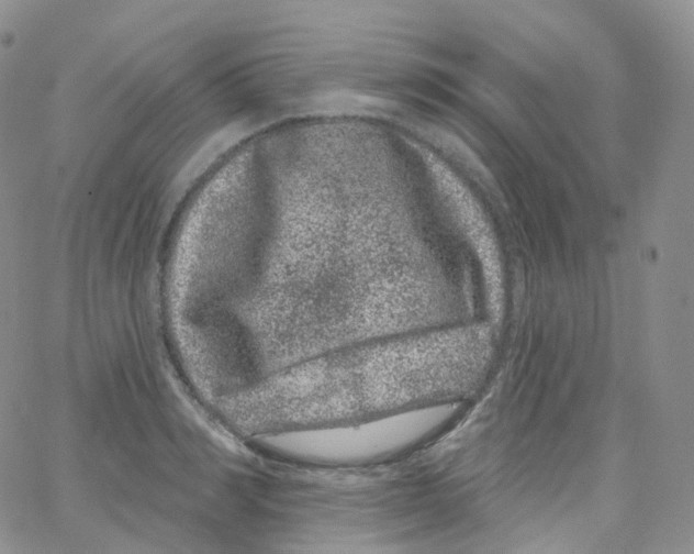 X0000065260990200603131158