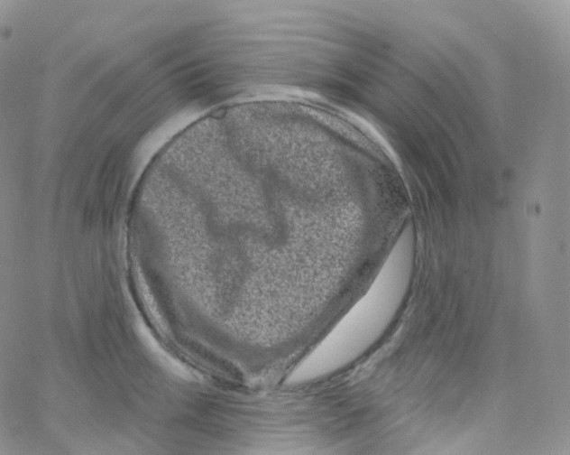 X0000065261003200603131158