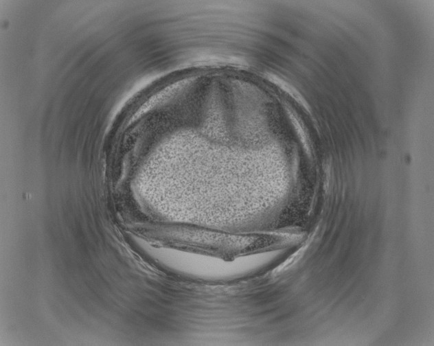 X0000065261021200603131157