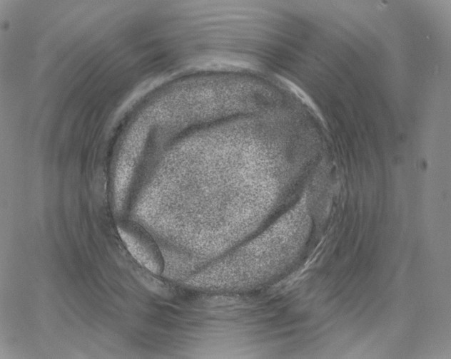 X0000065261027200603131157