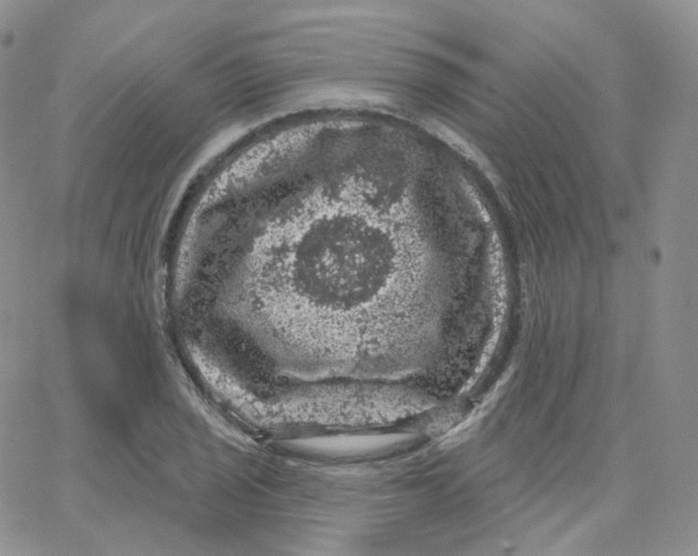 X0000065261029200603131157