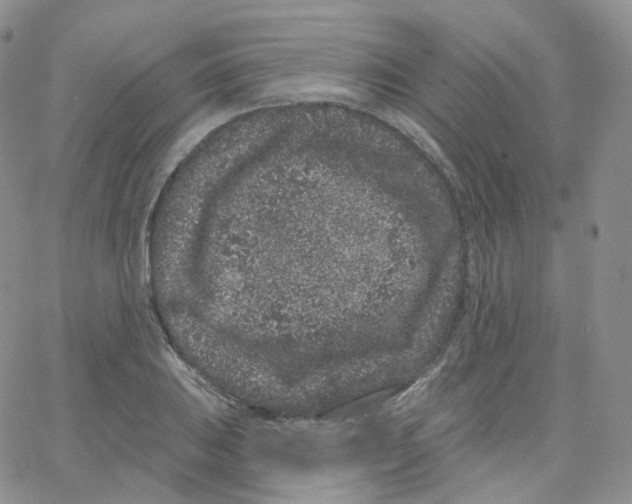 X0000065261031200603131157