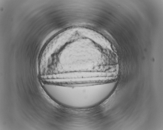 X0000065261036200603131157