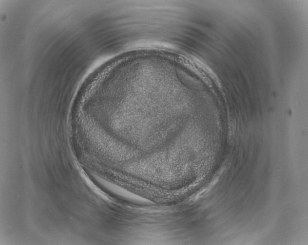 X0000065261037200603131157